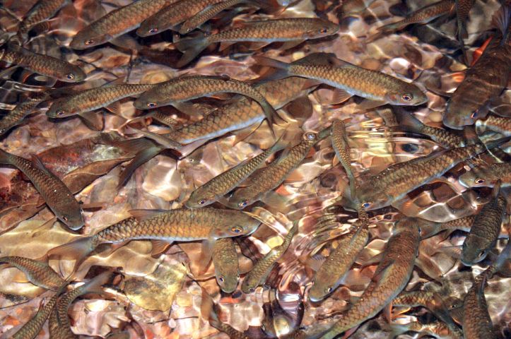 Ko Tarutao Fish at Waterfall Pool by Claire